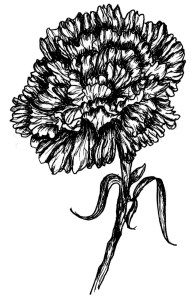 carnation